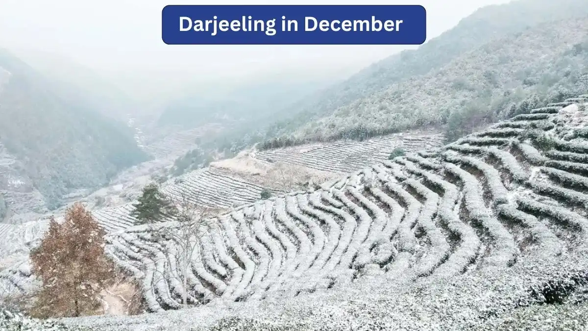 Darjeeling in December