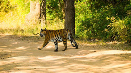 9 seater tempo traveller hire in Bandhavgarh Fort