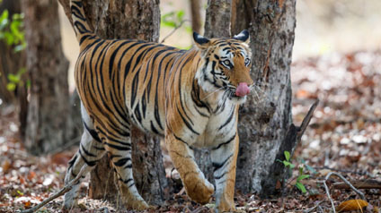 9 seater tempo traveller hire in Bandhavgarh National Park
