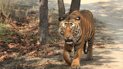 9 seater tempo traveller hire in Bandhavgarh National Park