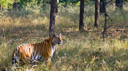 9 seater tempo traveller hire in Bandhavgarh National Park