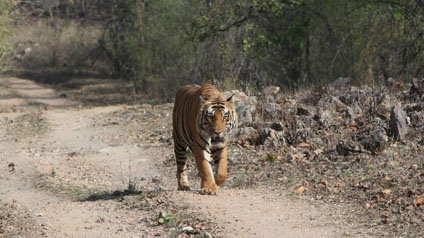 9 seater tempo traveller hire in Bandhavgarh National Park