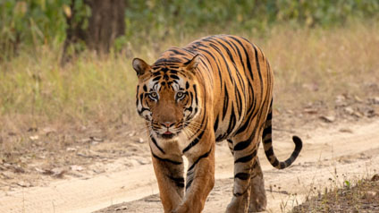 9 seater tempo traveller hire in Bandhavgarh National Park