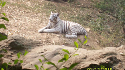 9 seater tempo traveller hire in Gwalior Zoo