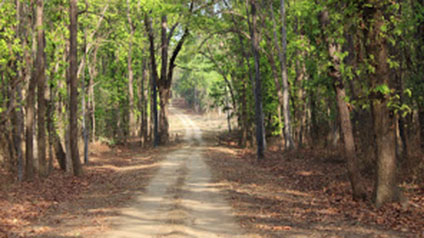 9 seater tempo traveller hire in Kanha Kisli National Park