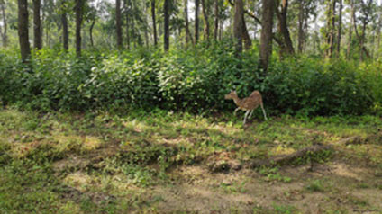 9 seater tempo traveller hire in Kanha Kisli National Park