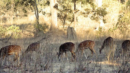 9 seater tempo traveller hire in Kanha Kisli National Park