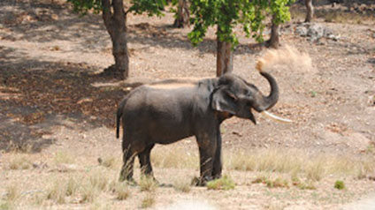 9 seater tempo traveller hire in Kanha Kisli National Park