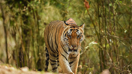 9 seater tempo traveller hire in Kanha Tiger Reserve