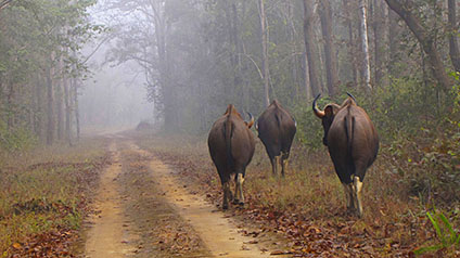 9 seater tempo traveller hire in Kanha Tiger Reserve