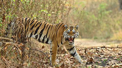 9 seater tempo traveller hire in Kanha Tiger Reserve