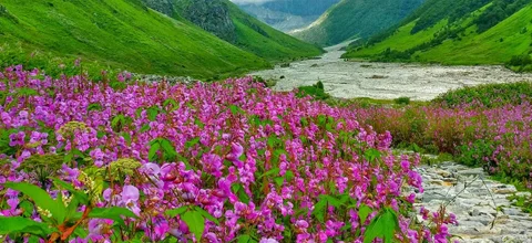 Delhi to Valley of Flowers Tour